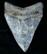 Sharply Serrated Megalodon Tooth - Venice, FL #13324-2